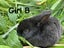 Purebred Standard Rex Rabbits Carousel 9