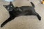 Winter - female 6 mths - Cat Care Loburn/Chch Carousel 1