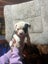 American Bulldog puppies Carousel 3