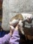 American Bulldog puppies Carousel 6