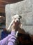 American Bulldog puppies Carousel 5