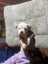 American Bulldog puppies Carousel 7