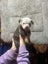 American Bulldog puppies Carousel 8