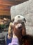 American Bulldog puppies Carousel 9
