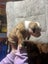 American Bulldog puppies Carousel 10
