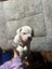 American Bulldog puppies Carousel 13