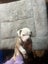 American Bulldog puppies Carousel 15