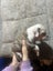 American Bulldog puppies Carousel 14