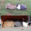 Flemish giant babies Carousel 13