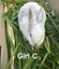 Purebred Standard Rex Rabbits Carousel 10