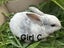 Purebred Standard Rex Rabbits Carousel 11