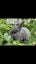 Purebred Standard Rex Rabbits Carousel 12