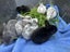 Purebred Standard Rex Rabbits Carousel 15