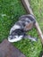 Purebred Standard Rex Rabbits Carousel 16