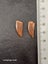 Abelisaur (Dinosaur) Fossil Tooth (A) Carousel 1