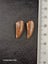 Abelisaur (Dinosaur) Fossil Tooth (A) Carousel 3