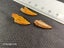 Abelisaur (Dinosaur) Fossil Tooth (B) Carousel 3