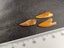 Abelisaur (Dinosaur) Fossil Tooth (B) Carousel 8