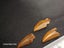 Abelisaur (Dinosaur) Fossil Tooth (B) Carousel 6