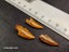 Abelisaur (Dinosaur) Fossil Tooth (B) Carousel 4