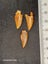 Abelisaur (Dinosaur) Fossil Tooth (B) Carousel 2