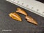 Abelisaur (Dinosaur) Fossil Tooth (B) Carousel 10