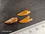 Abelisaur (Dinosaur) Fossil Tooth (B) Carousel 7