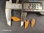 Abelisaur (Dinosaur) Fossil Tooth (B) Carousel 11