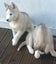 Beautiful Purebred Siberian Husky Puppies Carousel 5