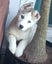 Beautiful Purebred Siberian Husky Puppies Carousel 4