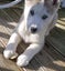 Beautiful Purebred Siberian Husky Puppies Carousel 6