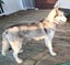 Beautiful Purebred Siberian Husky Puppies Carousel 8