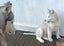 Beautiful Purebred Siberian Husky Puppies Carousel 9