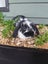 Mini Lop Rabbit kits Carousel 1