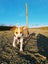 Irving (Ellie's Canine Rescue & Rehome) Carousel 1