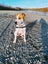 Irving (Ellie's Canine Rescue & Rehome) Carousel 2