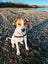 Irving (Ellie's Canine Rescue & Rehome) Carousel 3