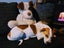 Irving (Ellie's Canine Rescue & Rehome) Carousel 5
