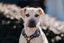 Etta (Ellie's Canine Rescue & Rehome) Carousel 1