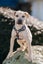 Etta (Ellie's Canine Rescue & Rehome) Carousel 2