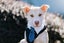 Ember (Ellie's Canine Rescue & Rehome) Carousel 1
