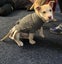 Ember (Ellie's Canine Rescue & Rehome) Carousel 3