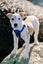 Lucy (Ellie's Canine Rescue & Rehome) Carousel 1