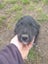 Boarder Collie x Huntaway farm working dog puppies Carousel 3