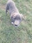 Boarder Collie x Huntaway farm working dog puppies Carousel 4