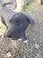 Boarder Collie x Huntaway farm working dog puppies Carousel 5