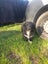 Boarder Collie x Huntaway farm working dog puppies Carousel 7