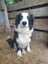 Boarder Collie x Huntaway farm working dog puppies Carousel 8