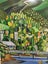 Lori Davis NZ Artist - Original Painting - Nelson Cityscape Carousel 3