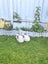 Purebred Baby Mini Lop Carousel 4